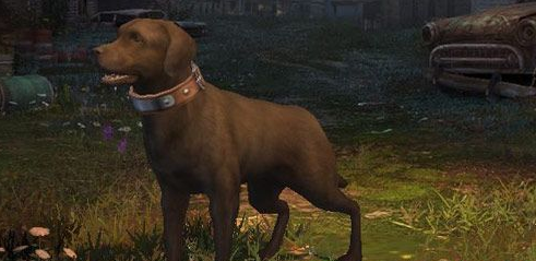 明日之后选哪个宠物狗好_明日之后宠物狗选择推荐